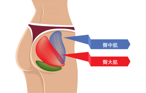 如何唤醒失忆臀肌？找回臀部的曲线