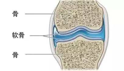 说说膝关节软骨，看完你再决定是否要去跑步