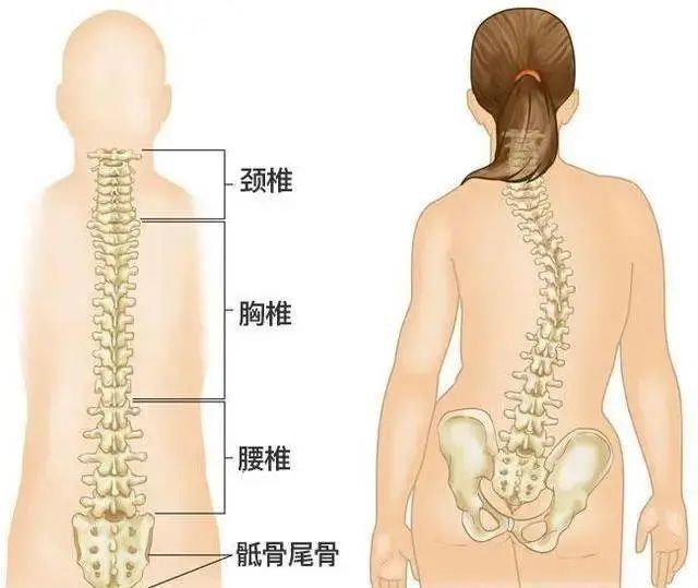 预计超500万中小学生发生脊柱侧弯！赶紧回家检查孩子是否“弯”了！