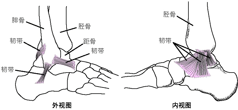 脚又崴了？骨科医生和你聊聊脚踝关节那些事