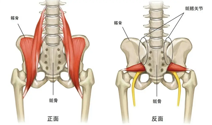 “基础不牢，地动山摇”——骨盆问题无小事